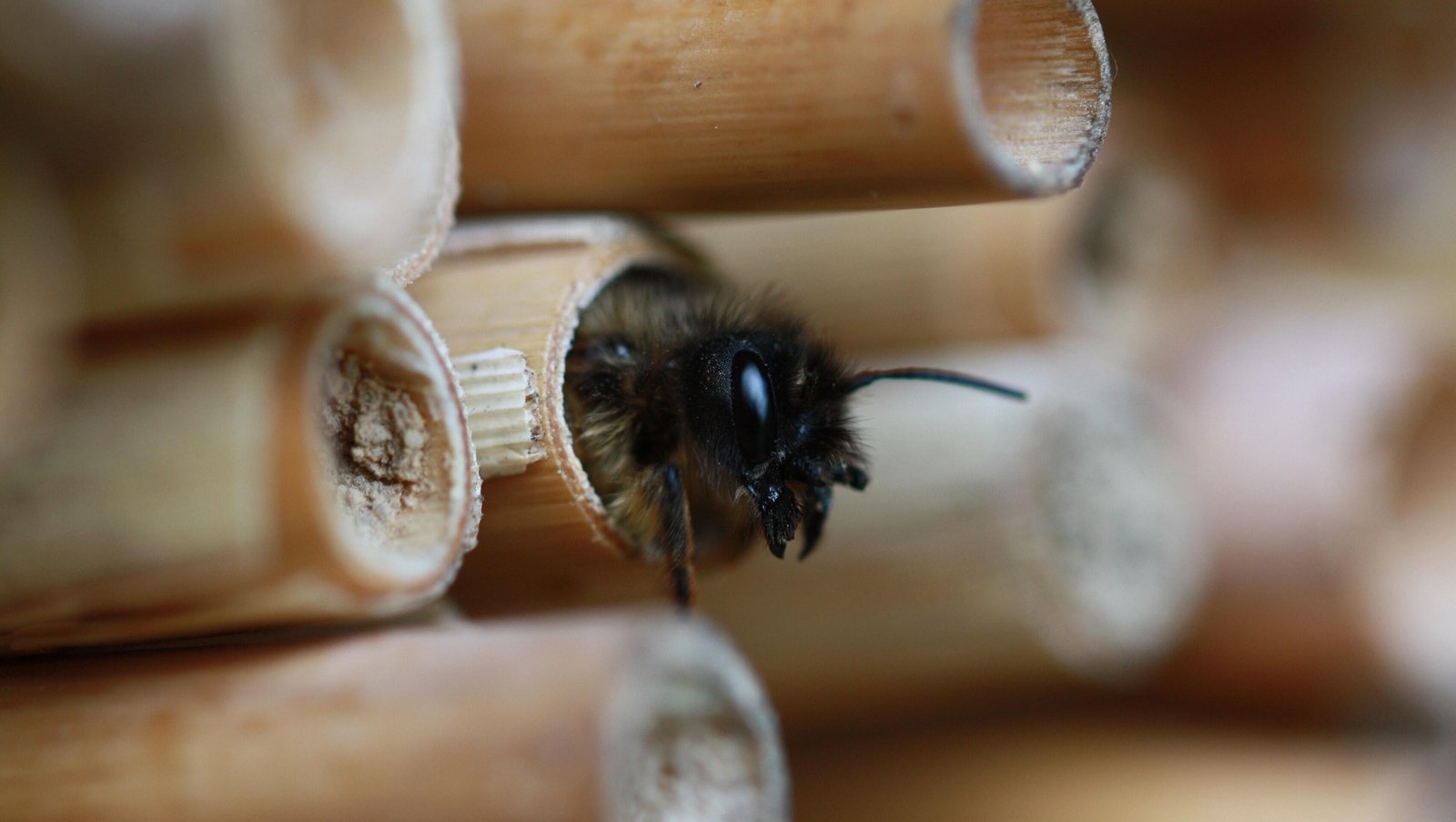 Lokomotiv video Tether World Bee Day: How to make a bee hotel in 5 simple steps
