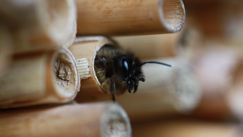 Happy World Bee Day!