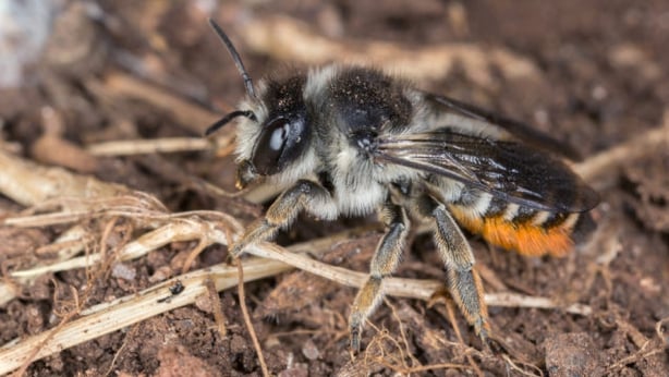 Solitary bees such as leafcutters use bee hotels (iStock/PA)