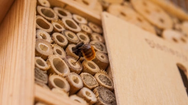 Bees can be fussy hotel guests (iStock/PA)
