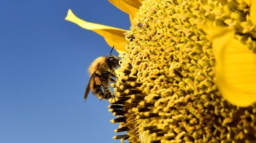 Decline in the population of bees and other pollinators is an issue across the world