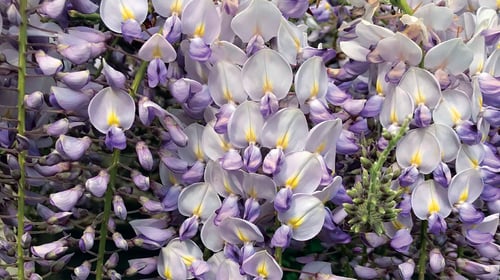 Wisteria A Plant To Take Your Breath Away