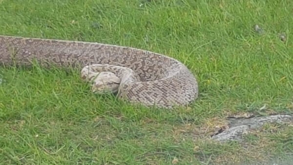 The snake was discovered by a farmer (Pic: ISPCA)