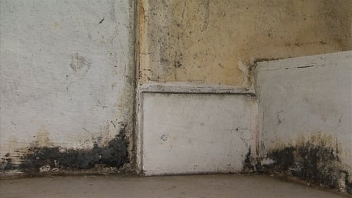 A survey showed that 76% of respondents have mould in their homes