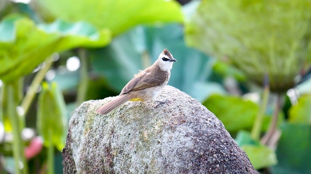 Yellow Vented Bulbul (Photo: Vinson Tan / Pixabay)