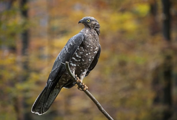 European Honey Buzzard (Pernis apivorus) perched in tree in forest (photo by: Arterra/UIG via Getty Images)