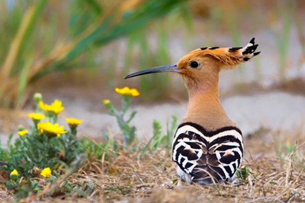 Hoopoe