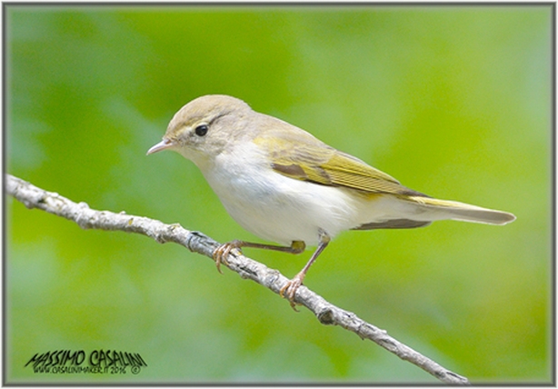 Western Bonelli's Warbler