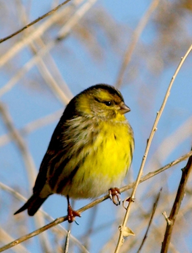 European Serin