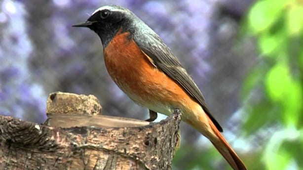 Common Redstart