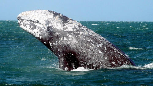 The current estimated population of eastern North Pacific grey whales is about 27,000
