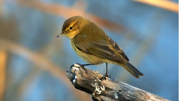 Common Chiffchaff