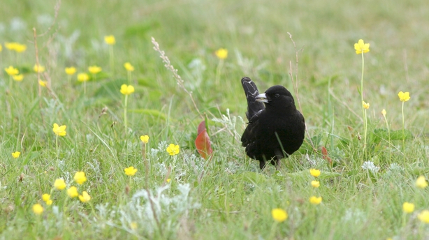 Black Lark