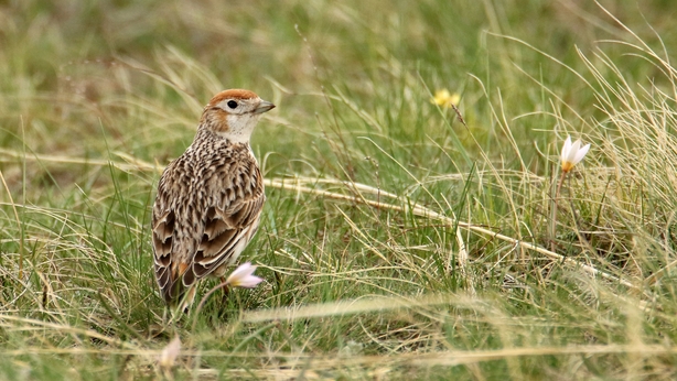 White-winged Lark (photo: Ruslan Urazaliyev)