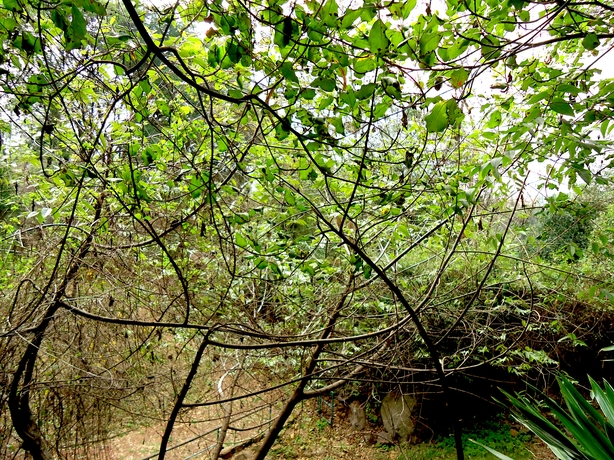 Botanical Gardens, National Museums of Kenya, Nairobi