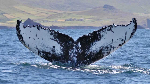 A whale that had been photographed off the west Kerry coast has been pictured off Cape Verde in west Africa