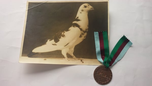 Paddy the pigeon was awarded the Dickin Medal
