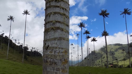 Colombia's national Quindio wax palm tree faces extinction due to non-breeding, livestock and now the probability of mining