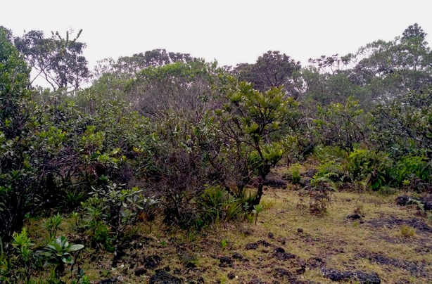 Raining a lot in the Sideroxylon thicket - the birds are flying for cover (photo: Twitter / Island Biodiversity @Tropical_IBEC)