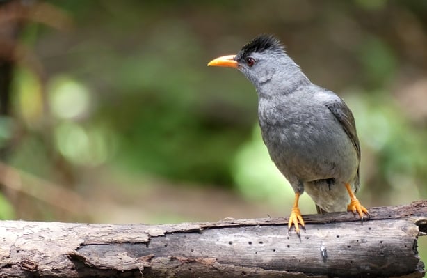 Mauritius Bulbul (photo: Jean-Michel Probst)