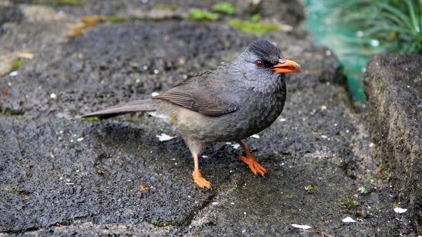 Mauritius Bulbul (photo: Claudia Baider)