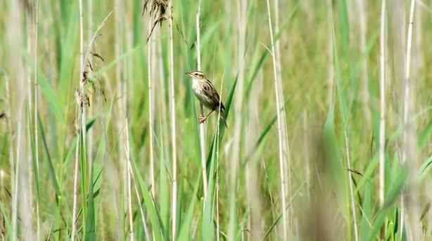 Aquatic Warbler