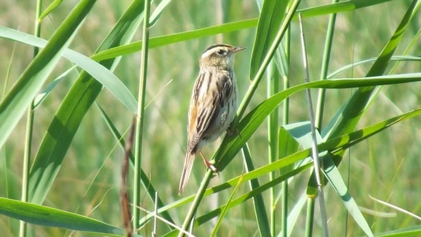 Aquatic Warbler