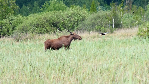 Moose can also be found within the Polesie National Park