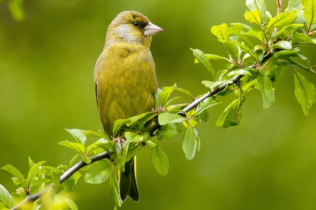 Male Greenfinch (photo: Michael Finn / BirdWatch Ireland)