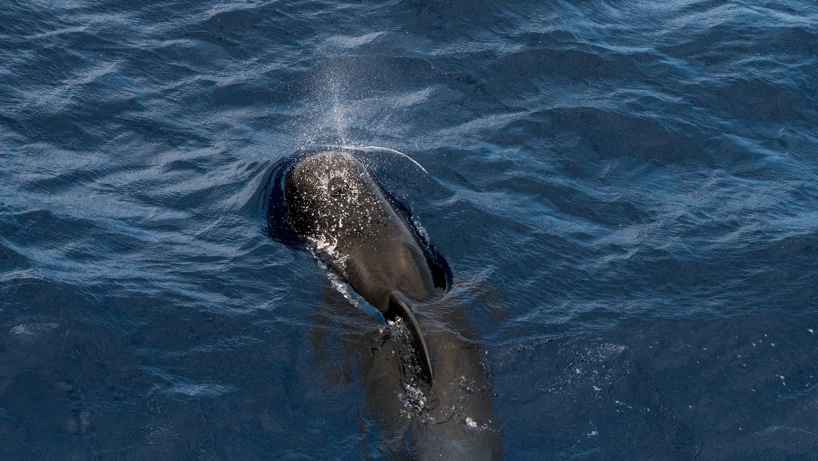 Climate change on track to reduce ocean wildlife by 17%