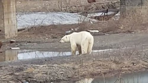 Exhausted Polar Bear Wanders Into Siberian City
