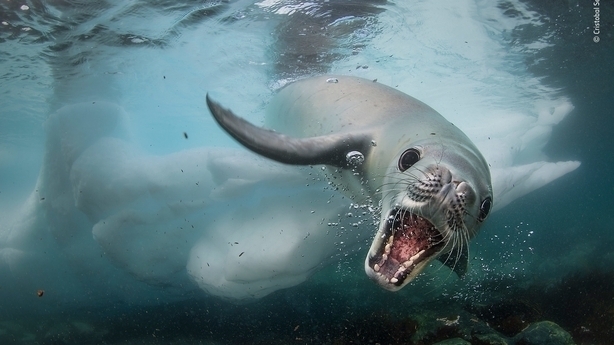 (Cristobal Serrano/Wildlife Photographer of the Year/Natural History Museum/PA)