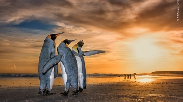(Wim Van Den Heever/Wildlife Photographer of the Year/Natural History Museum/PA)