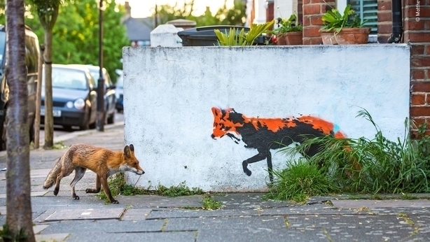 (Matthew Maran/Wildlife Photographer of the Year/Natural History Museum/PA)