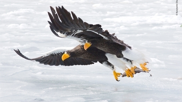 (Konstantin Shatenev/Wildlife Photographer of the Year/Natural History Museum/PA)