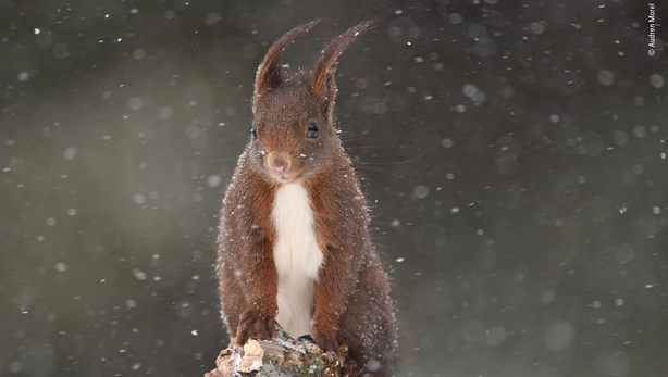 (Audren Morel/Wildlife Photographer of the Year/Natural History Museum/PA)