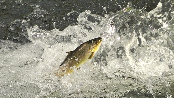 Brown trout was the species most affected
