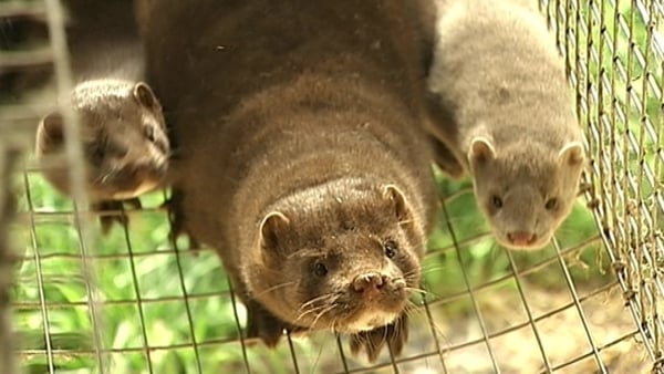 14 EU member states have banned the farming of mink and other wild animals