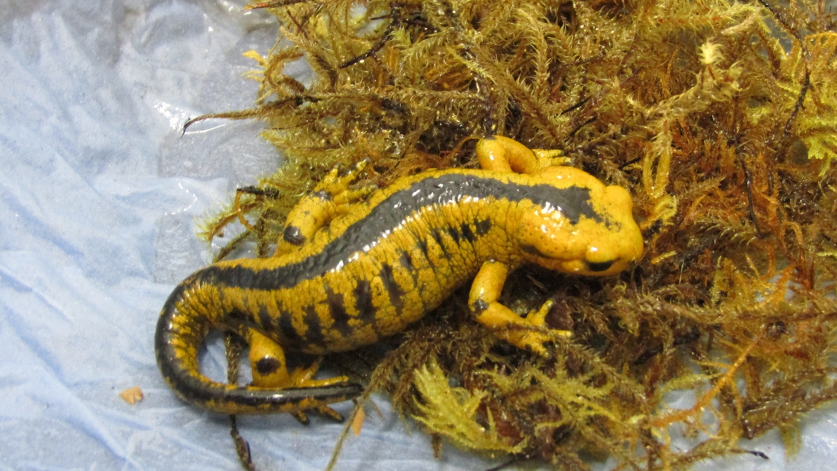 salamandras clever