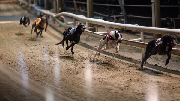 Greyhounds in action at a stadium in London (File image)