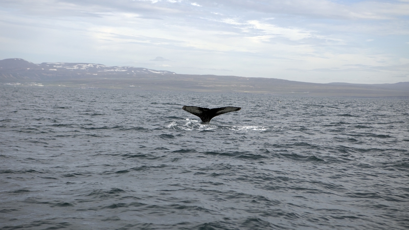 Iceland to skip whaling this year