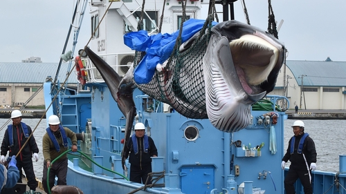 A minke whale was landed shortly after whaling resumed