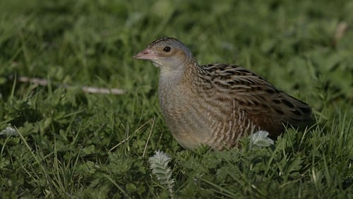 Birdwatch Ireland says that there has been an 'almost complete extermination' of farmland birds such as the Corncrake