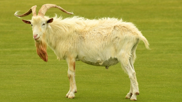 A goat spotted on the course during today's practice