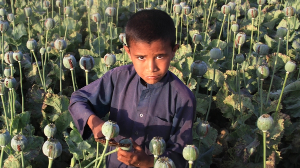 An Afghan boy extracts raw opium