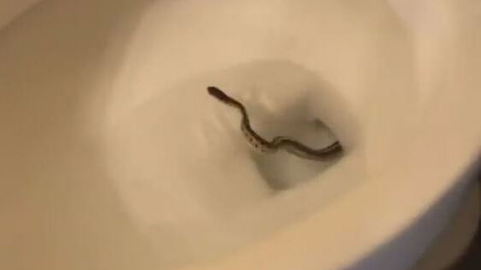 US woman finds snake in her toilet