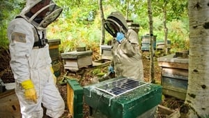 Beekeeping, around since the middle ages, is now a billion dollar industry.