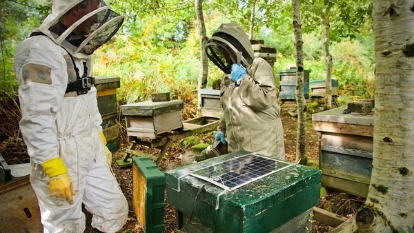 ApisProtect is currently monitoring the health of 20 million honey bees across the world