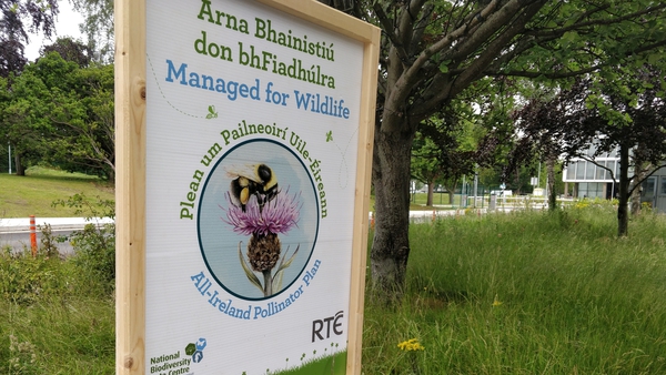 RTÉ's bee-friendly zone. Photo: Ciaran O'Byrne