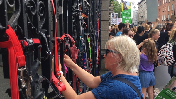 Dog leads were tied to the gates of Leinster House